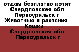 отдам бесплатно котят - Свердловская обл., Первоуральск г. Животные и растения » Кошки   . Свердловская обл.,Первоуральск г.